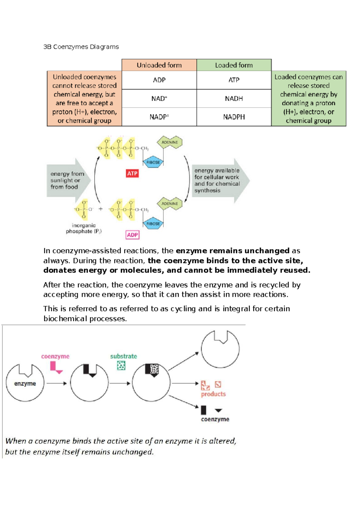 3B Coenzymes Diagrams - Bio Notes - 3B Coenzymes Diagrams In coenzyme ...