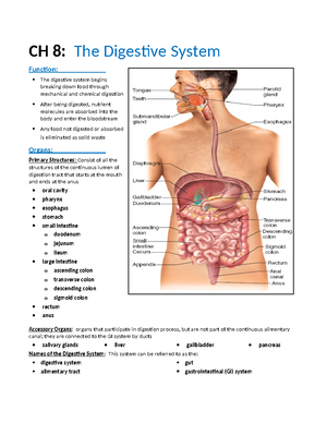 CH 10: Male Reproductive System & STIs - Word Analysis & Definitions ...