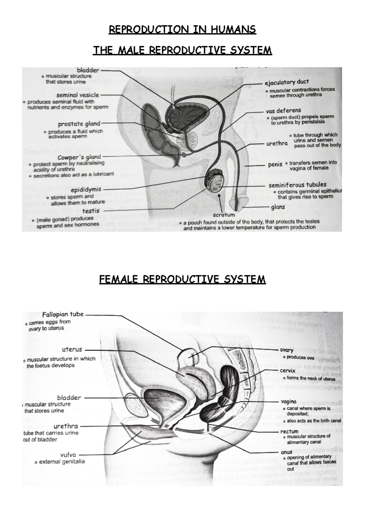 Reproduction in Humans: Male & Female Reproductive Systems - Studocu