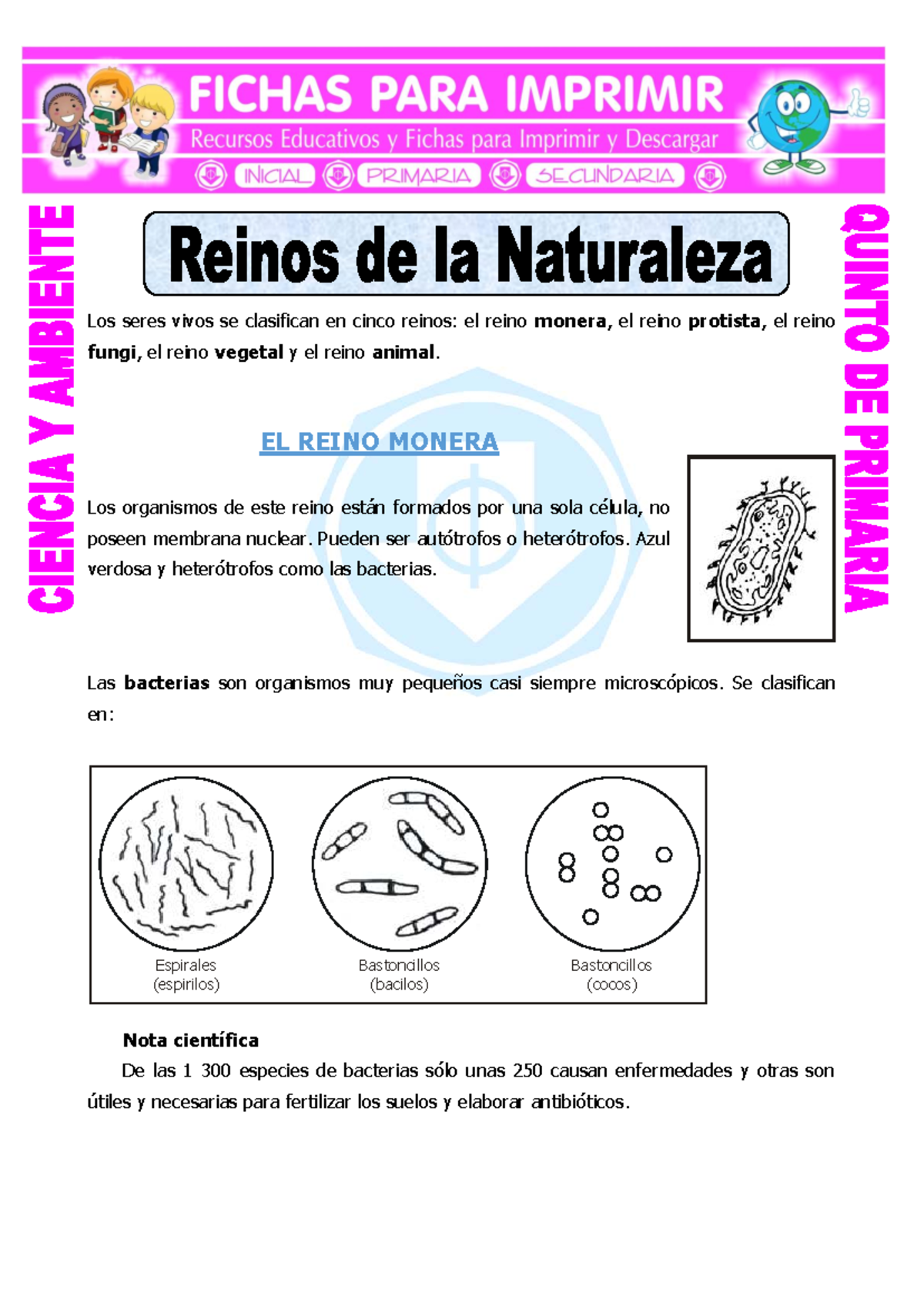 Reinos de la Naturaleza para Quinto de Primaria: Monera y Protista - Studocu