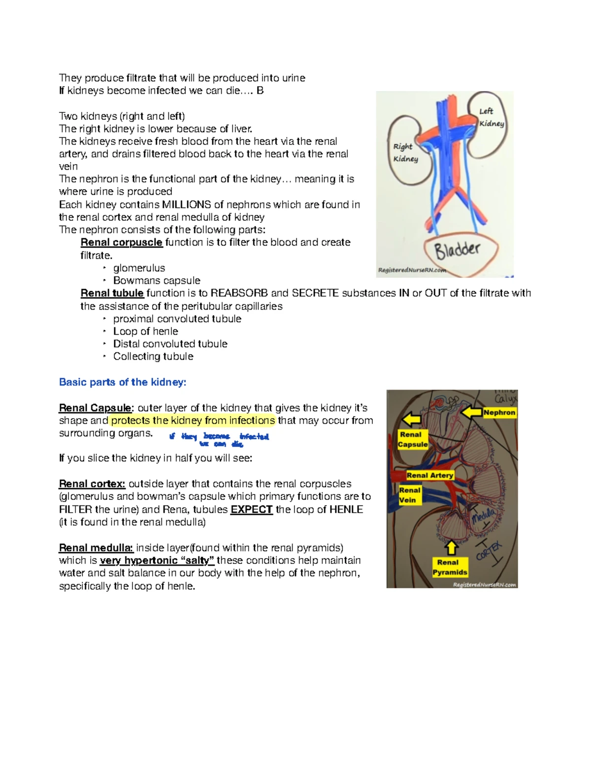 Case Study #4 BSC2086 - BSC2086 Case Study # Reproductive System ...