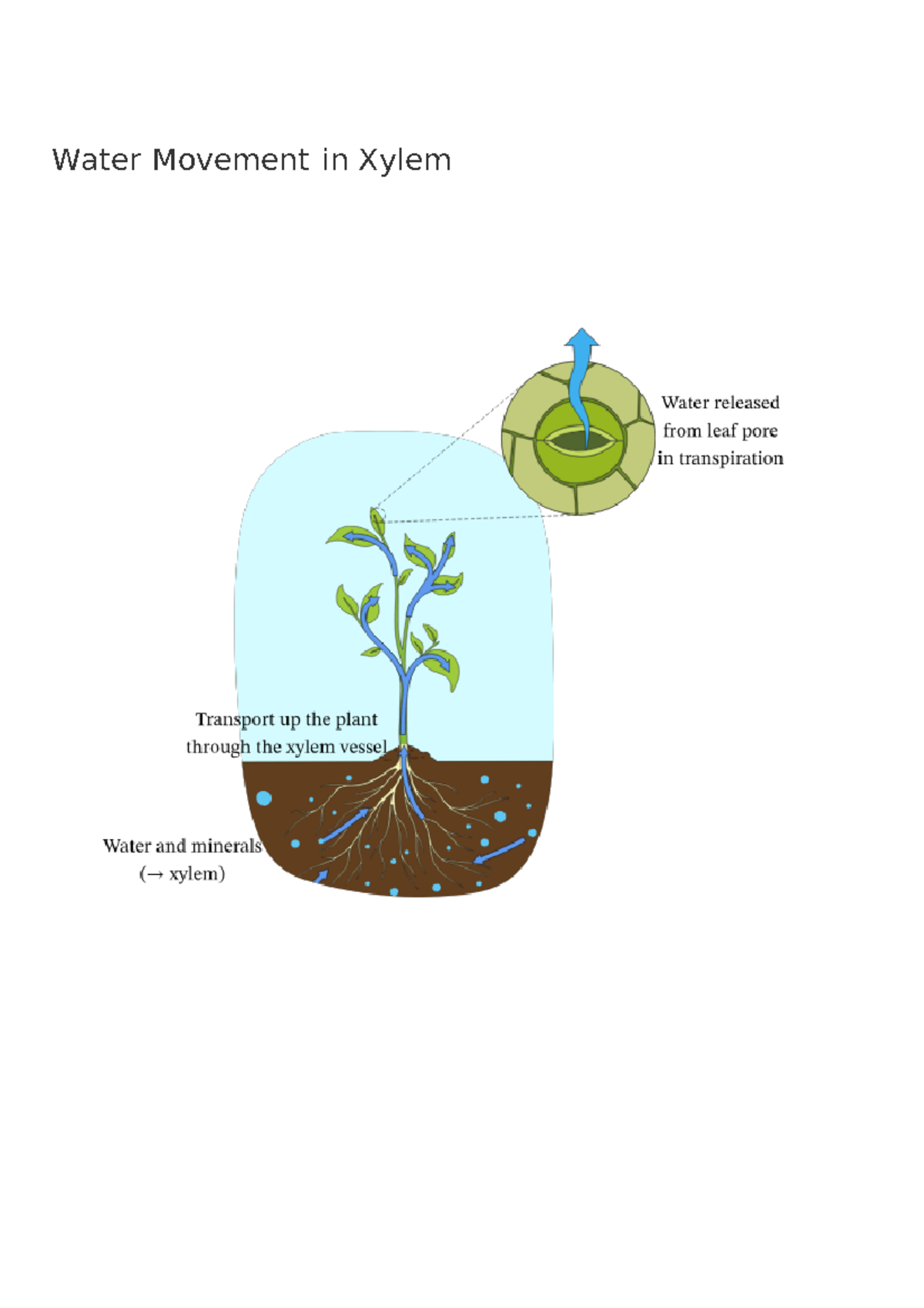 Plant Transport Water movement in the xylem - Water Movement in Xylem ...