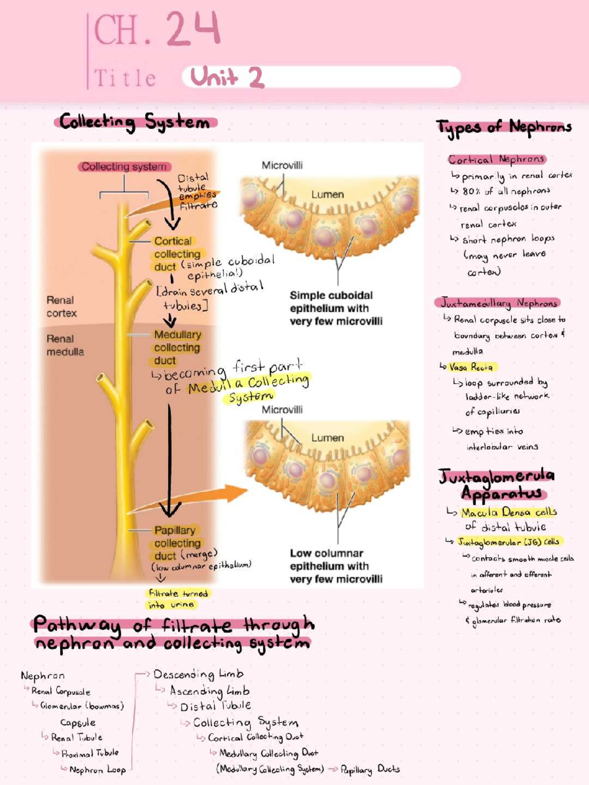 CS101 Lecture Notes: Nephron Types & Collecting System Overview - Studocu
