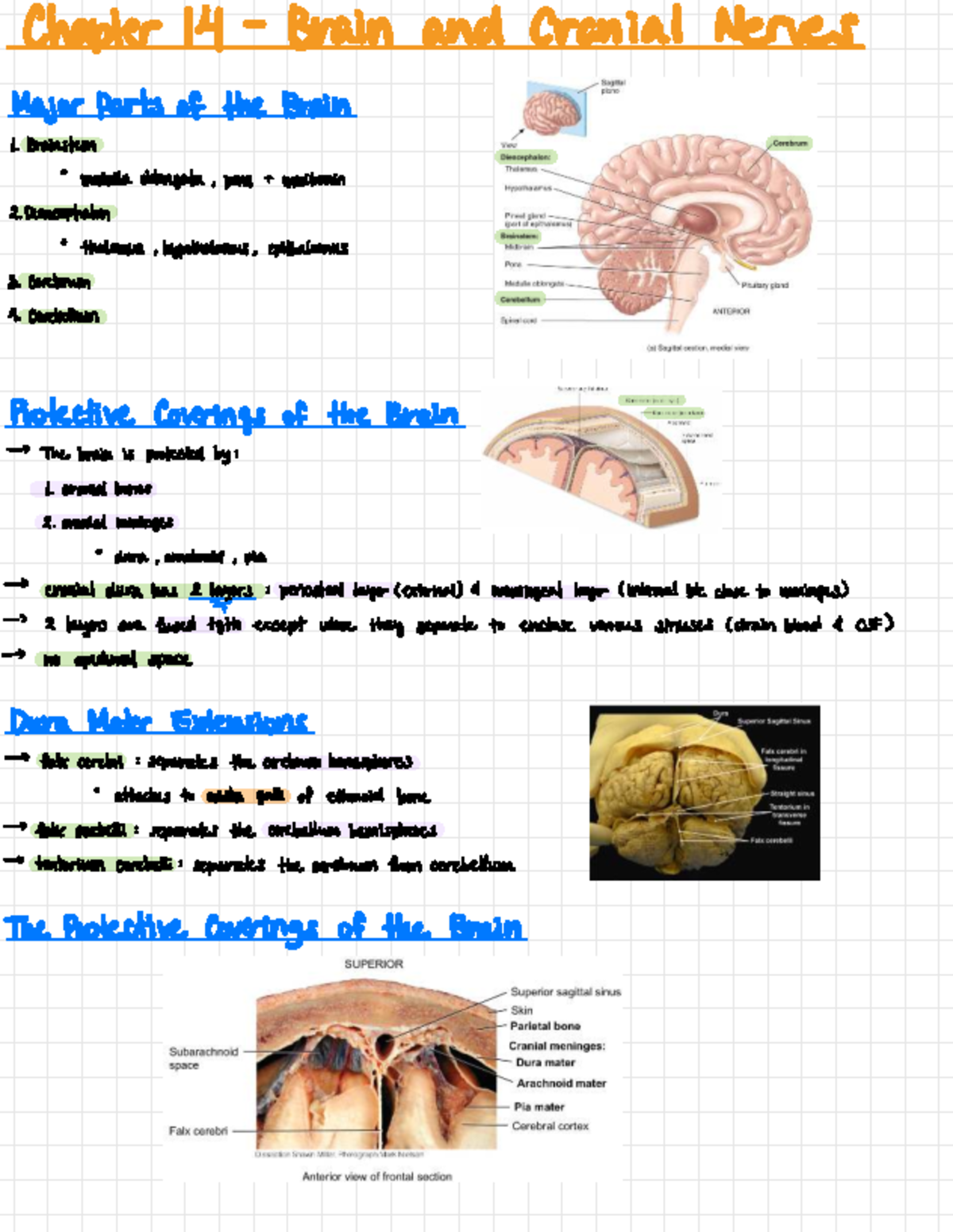 Chapter 14 Brain + Cranial Nerves - Chapter 14 - Brain and Cranial ...