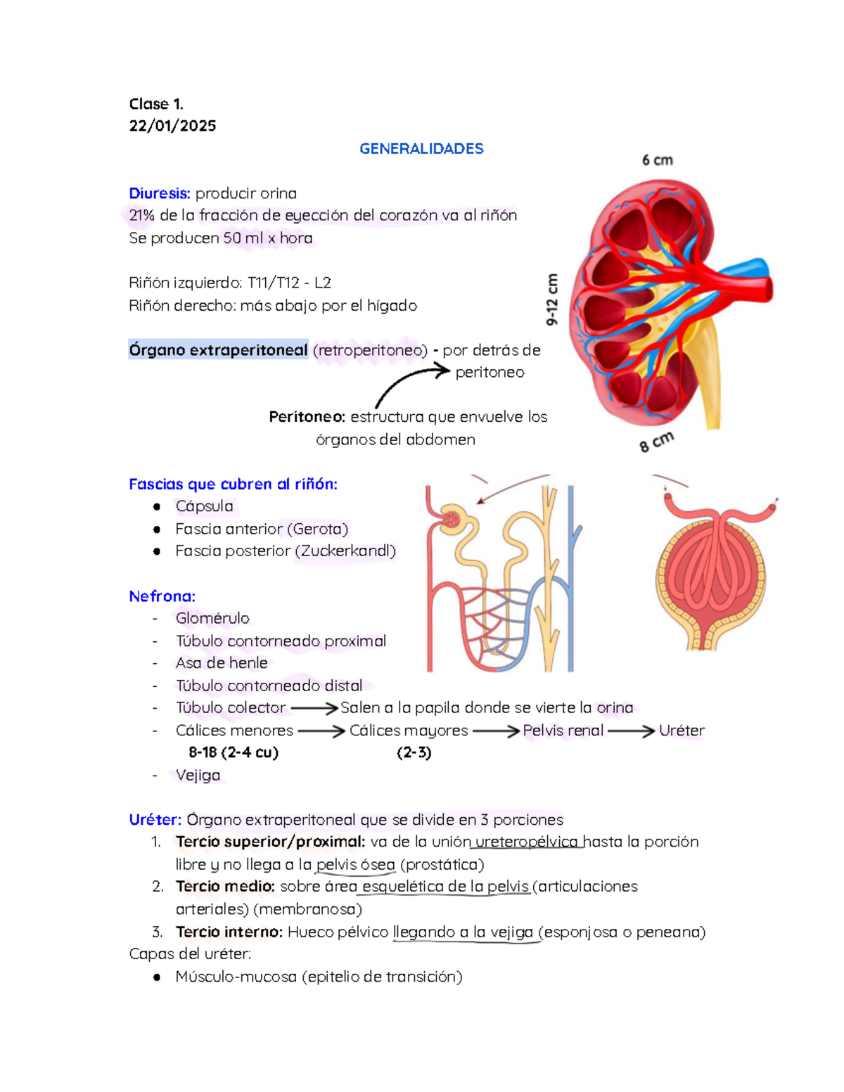 Clase 1. Generalidades sobre Diuresis y Función Renal en Urología - Studocu