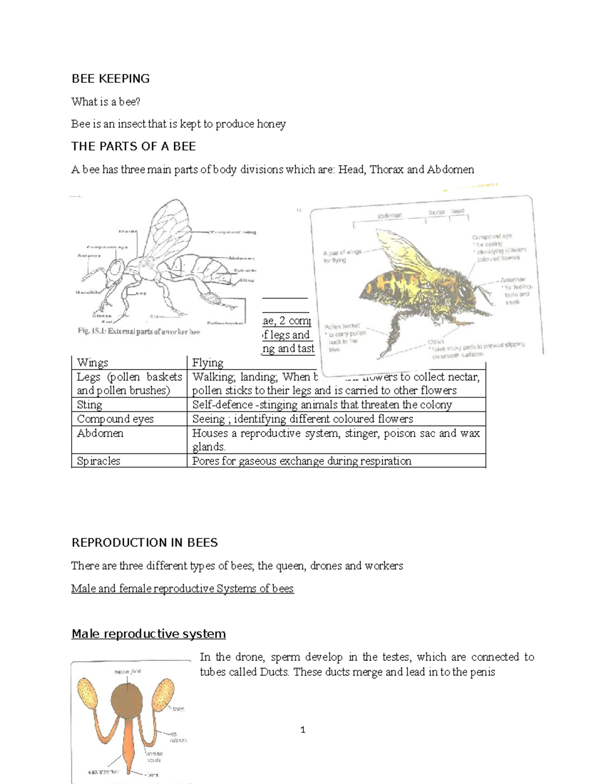 BEE 101: Beekeeping Notes for Junior Schools - Studocu