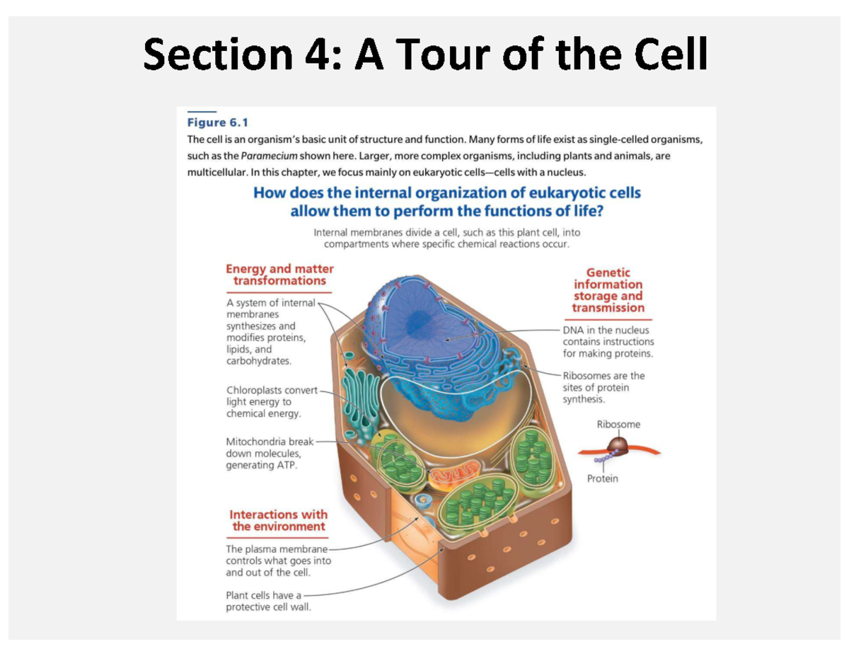 BIOL 1001 Lecture: Section 4 - A Tour of the Cell Concepts - Studocu