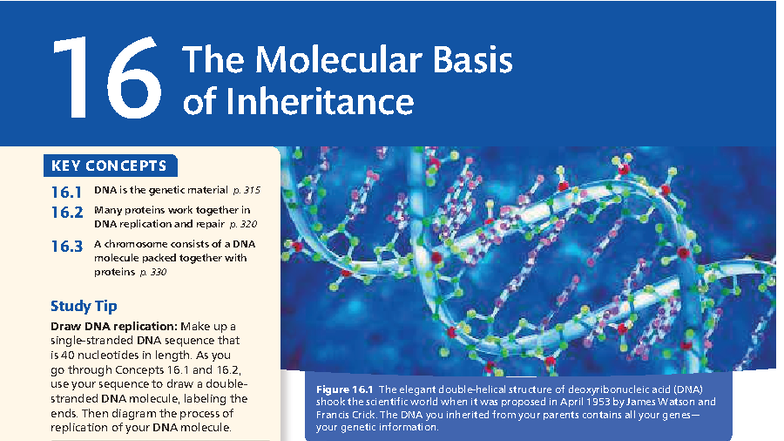 Chapter 16: The Molecular Basis of Inheritance & DNA Replication ...