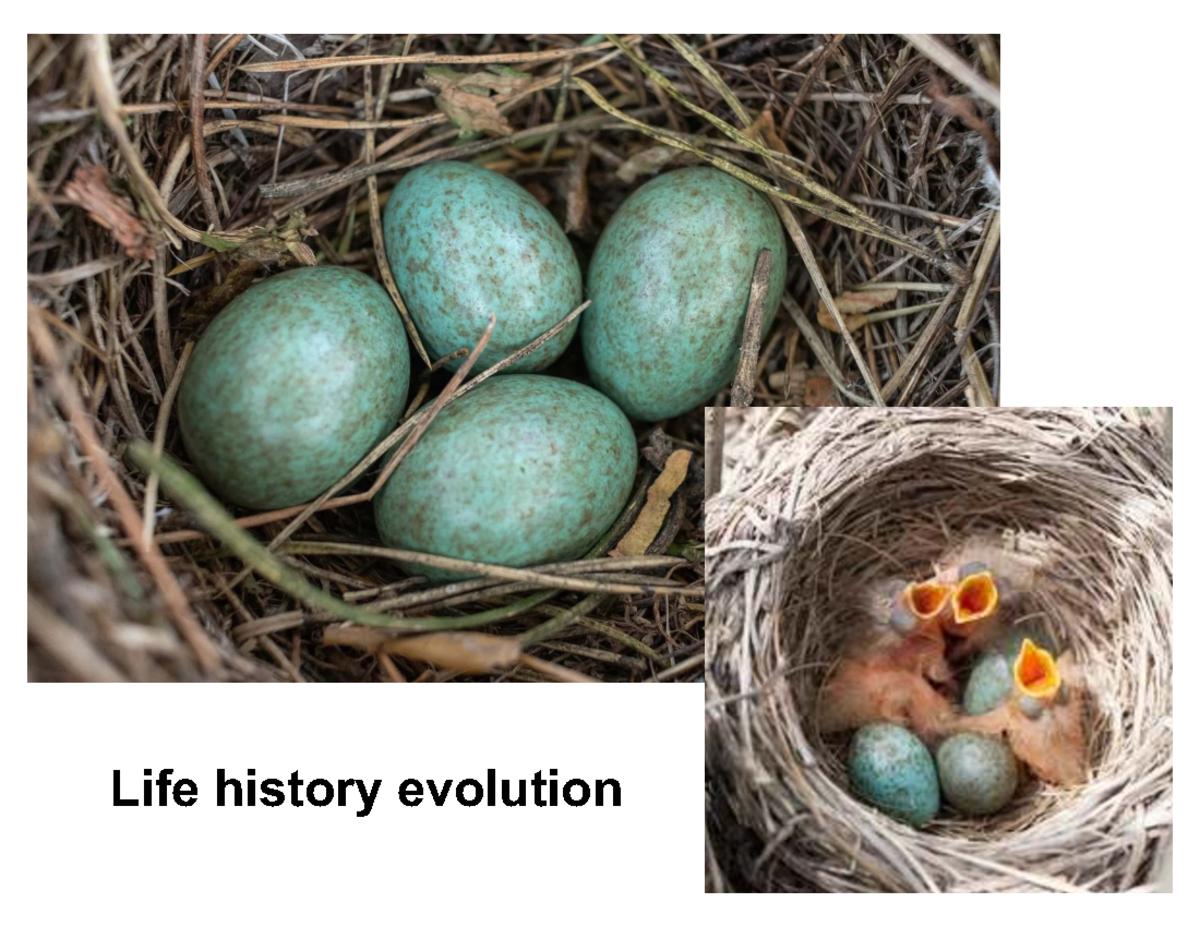 Life History Evolution: Key Traits and Theories (Course KC4) - Studocu
