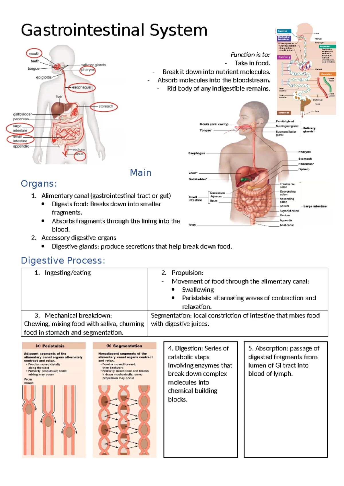 PBHM Lecture Notes: Body Organization, Anatomy, and Physiology Overview ...