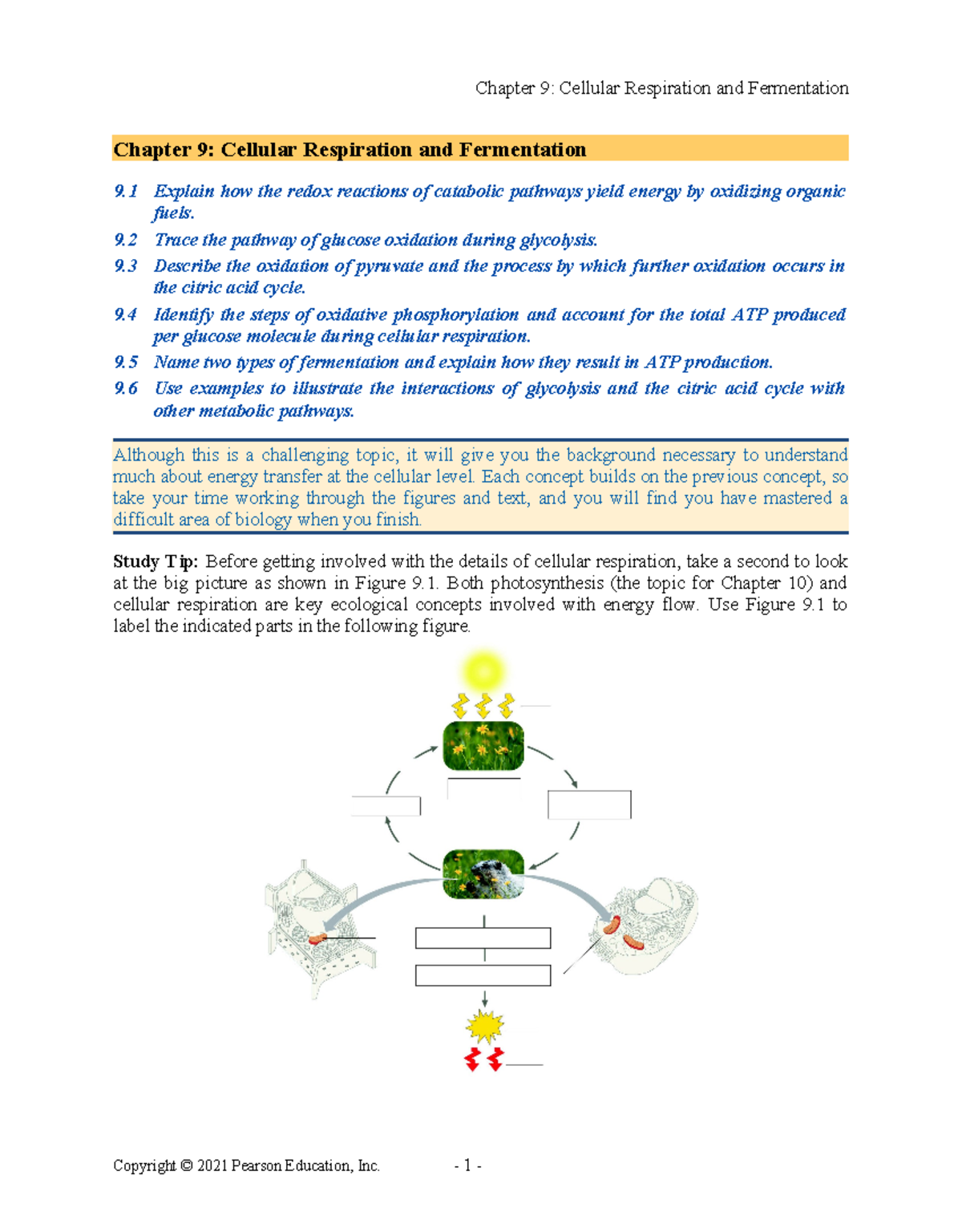 Bio12 ARG 09-3 - Study Guide on Cellular Respiration and Fermentation ...