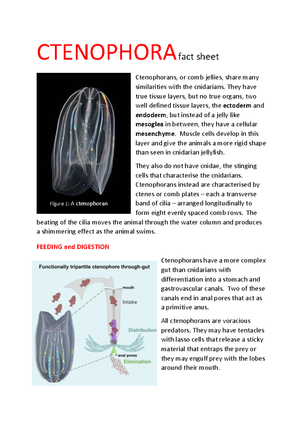 Ctenophora fact sheet - CTENOPHORA fact sheet Ctenophorans, or comb ...