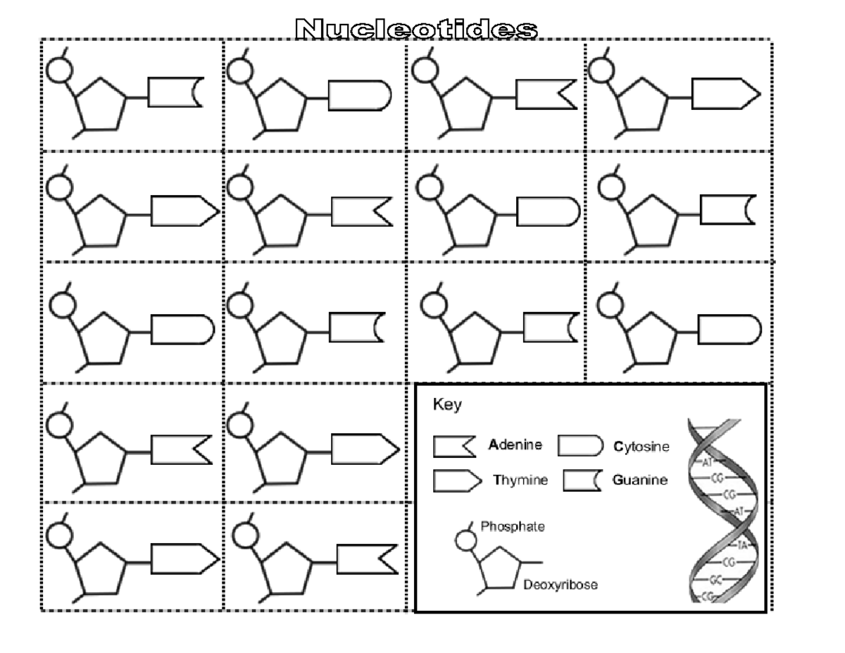 Understanding DNA Model Nucleotides: A Learning Guide - Studocu