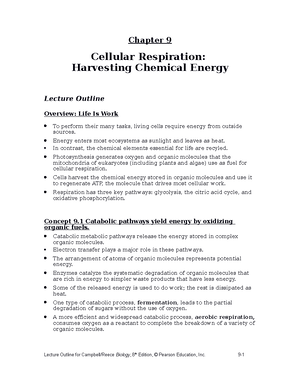 Doc. AP Bio~ Ch. 10 Detail Lect Outline - Chapter 10 Photosynthesis ...