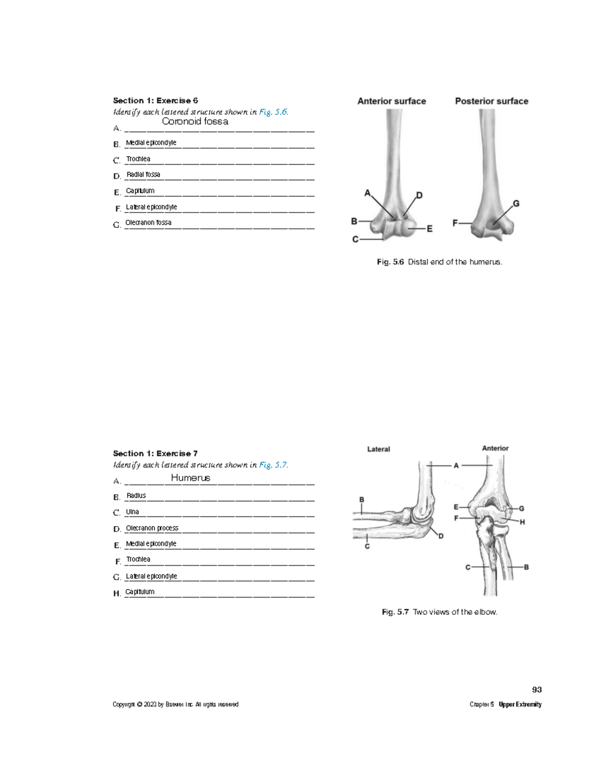 Merrill's Worksheet #7: Upper Extremity Anatomy Exercises - Studocu
