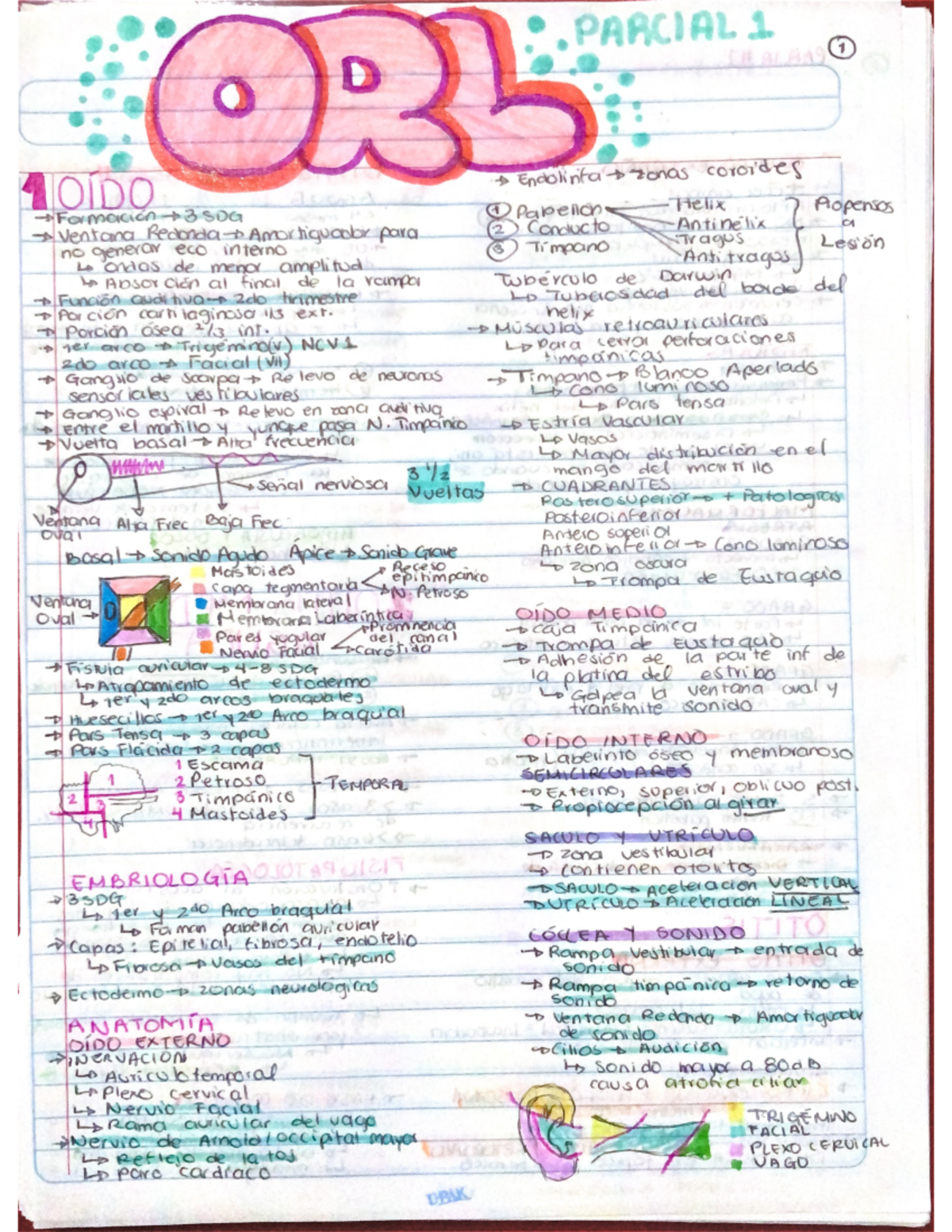 ORL 2023 - Pracital Notes by Paola M. Gamboa Quijano - Studocu