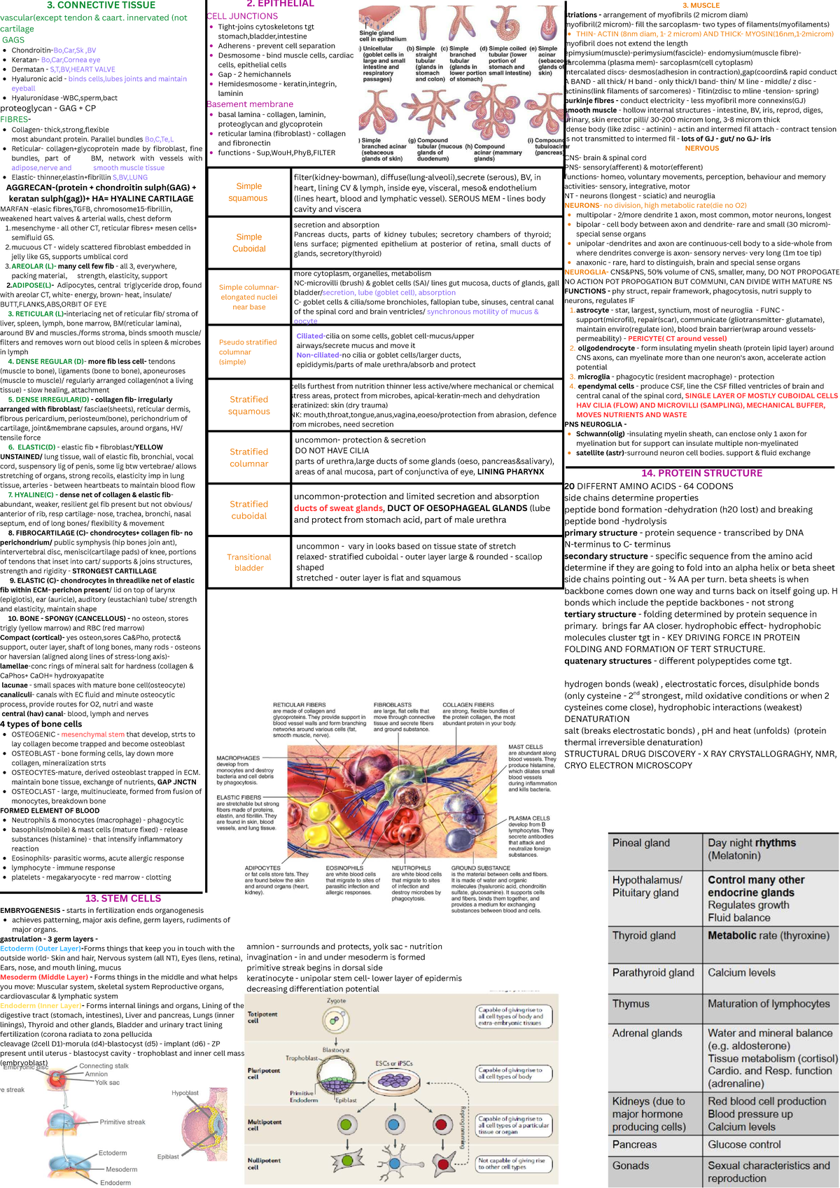 Biosci 107: Comprehensive Cheat Sheet on Connective, Epithelial, and ...