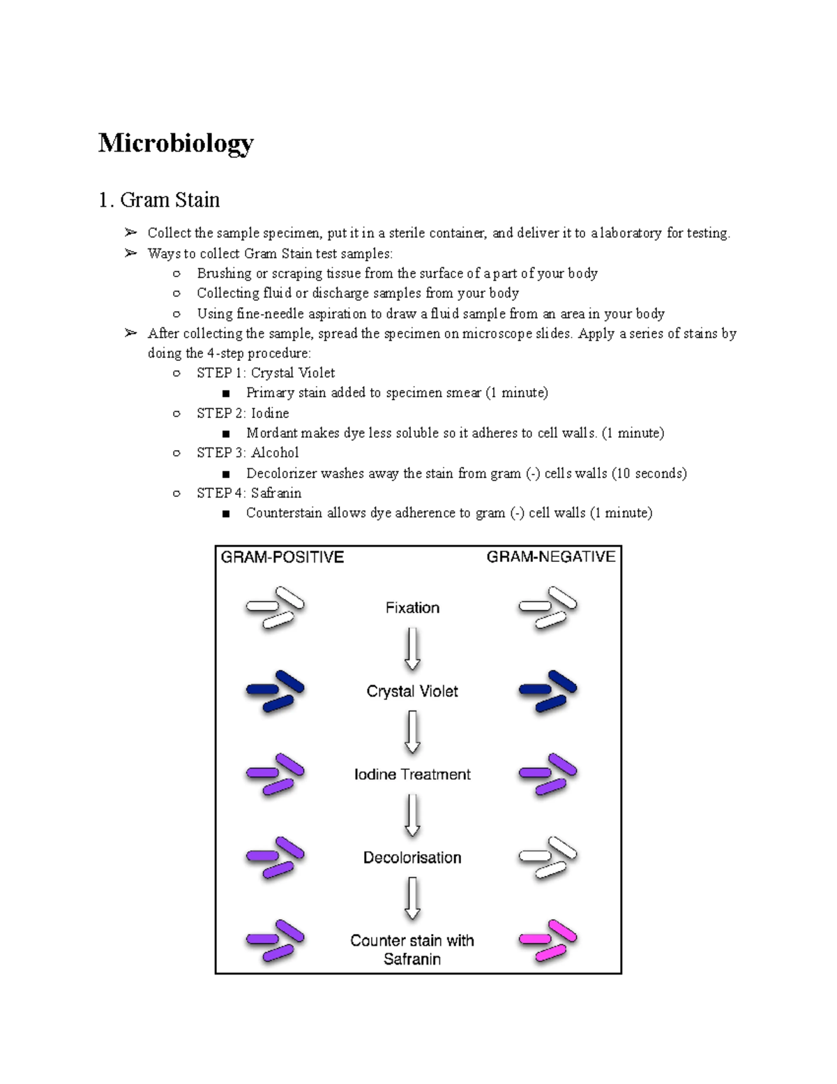 Microbiology Study Notes: Gram Stain & Culture Techniques - Studocu
