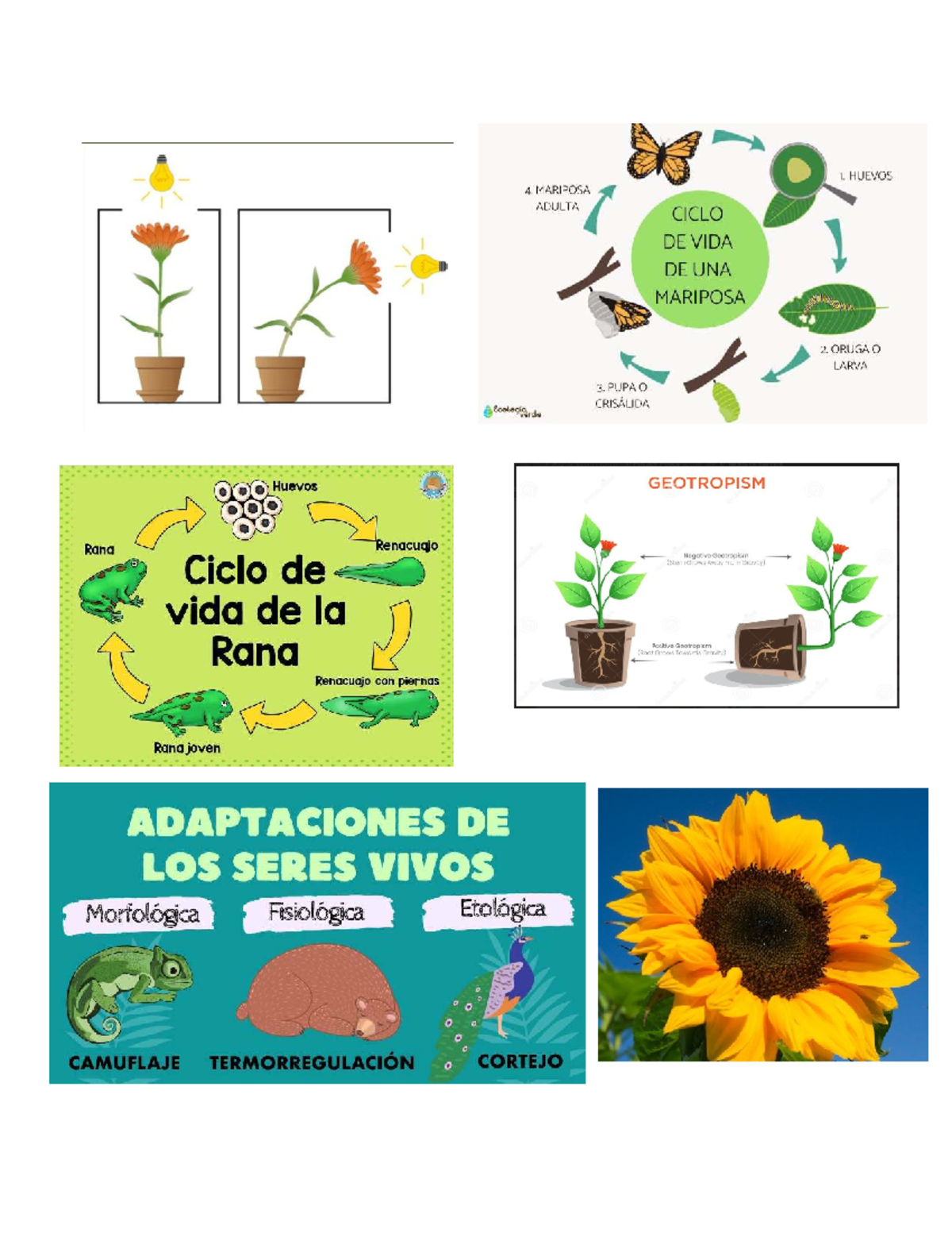 Ccnn - Ciclo de Vida de la Mariposa y Rana: Adaptaciones y Geotropismo ...
