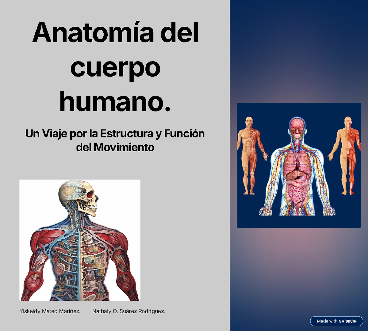Anatomia Del Cuerpo Humano Imagenes Anatomia Cuerpo Humanao