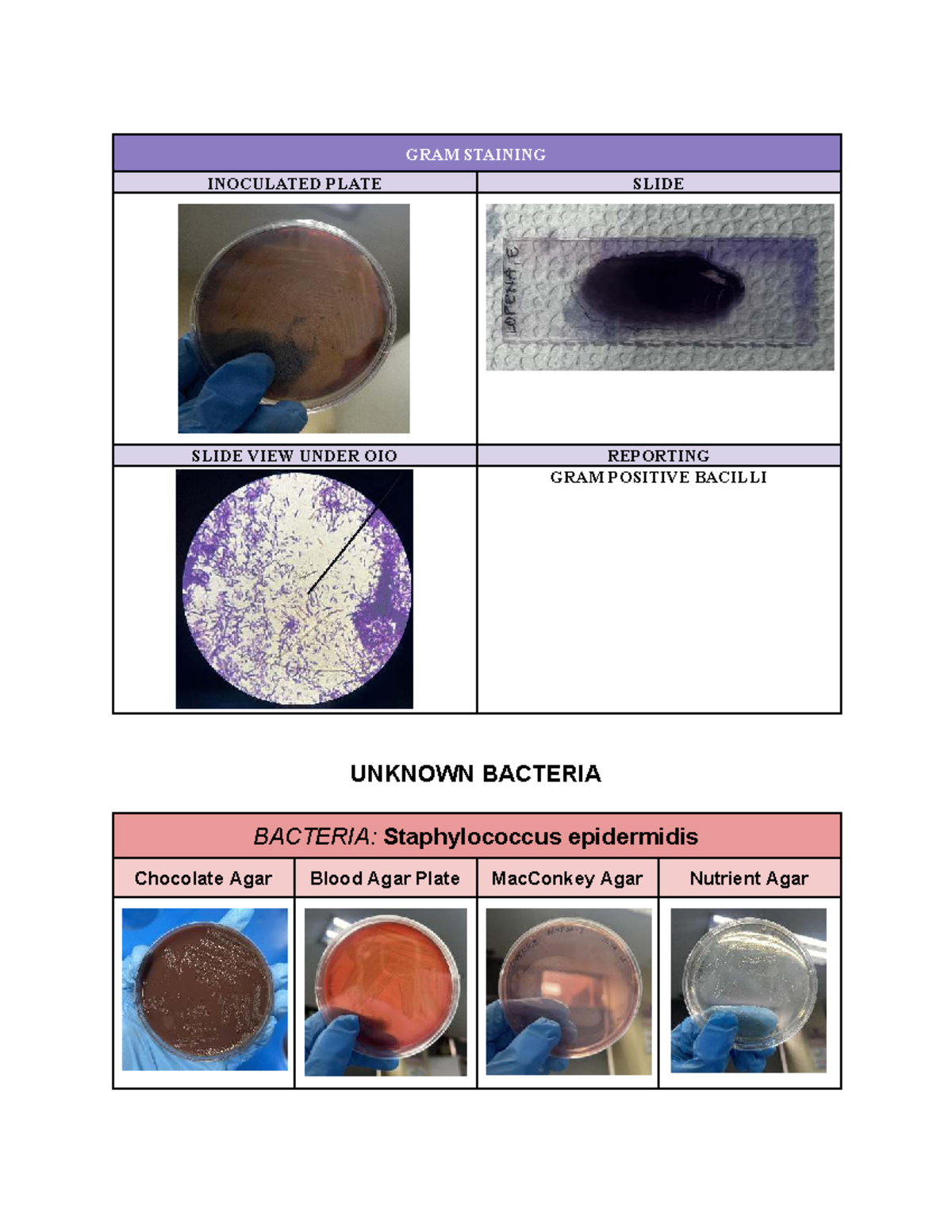 Bacte Activies - Gram Staining Report for Unknown Bacteria - Studocu