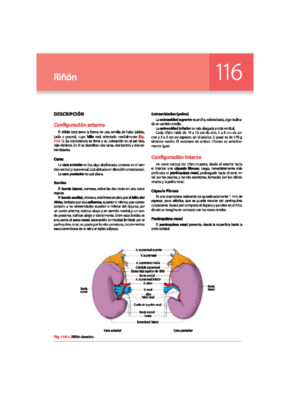 Anatomía Renal: Configuración y Estructura del Riñón - Latarjet - Studocu