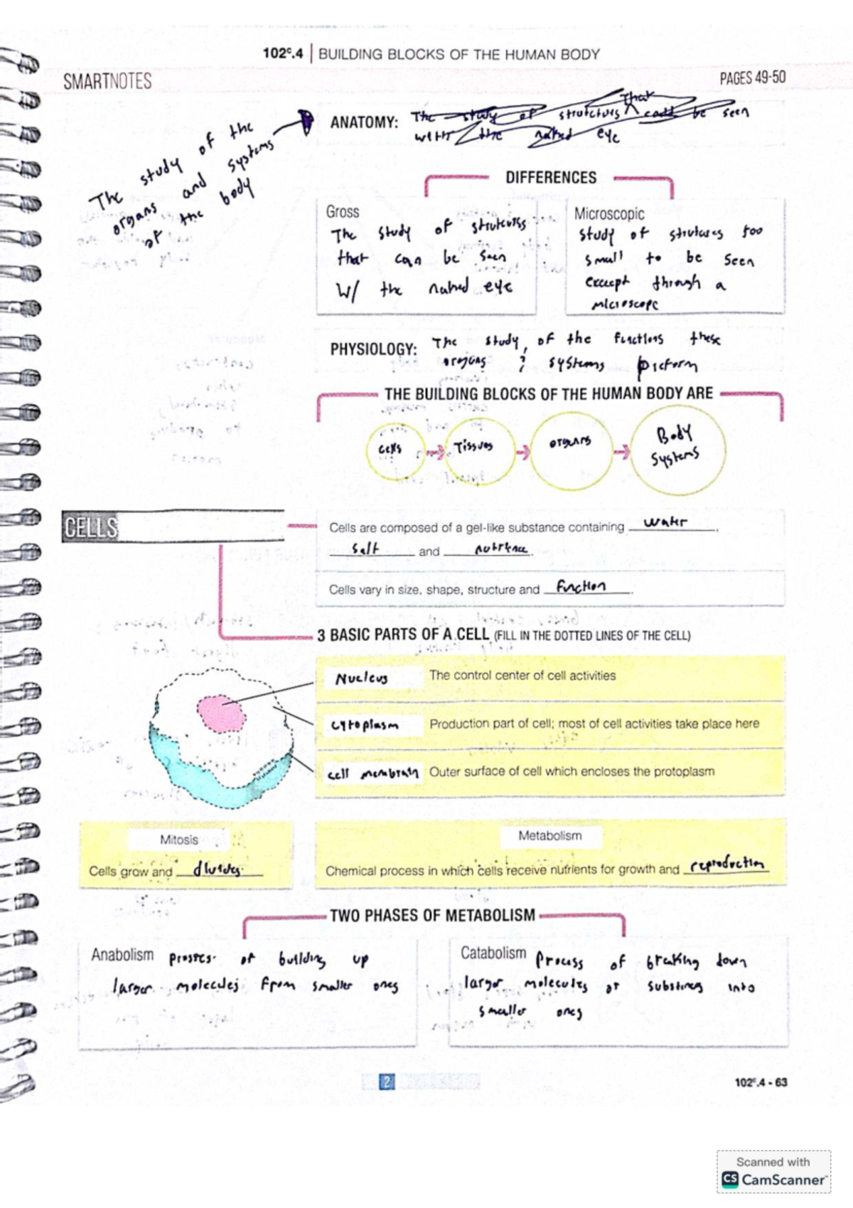 Building Blocks of the Human Body: Smartnotes for ANAT 102C - Studocu