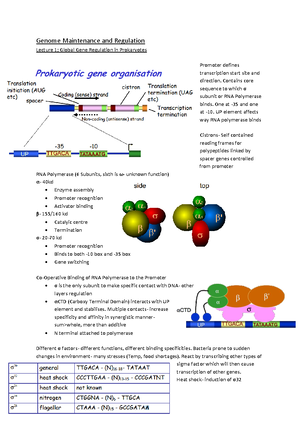 Solved Question Based On Data From Gel Filtration Chromatography And Genome Maintenance