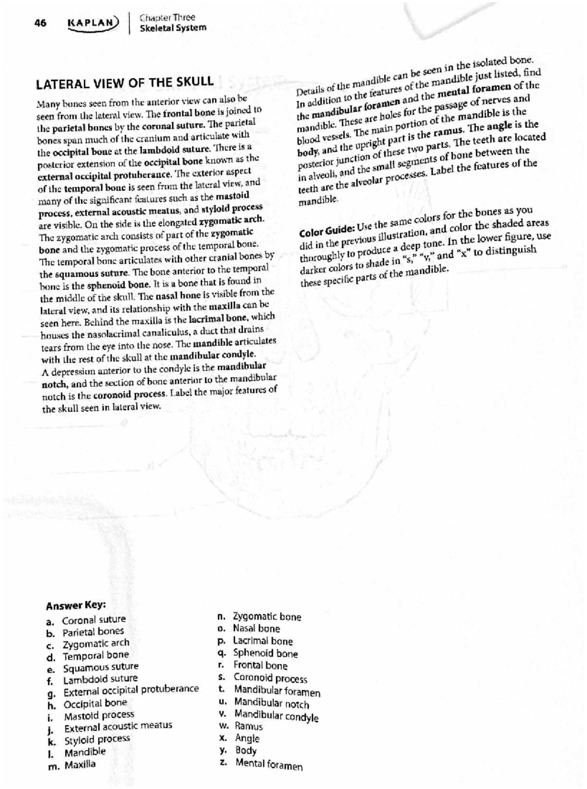 46 KAPLAN Chapter Three: Skull and Cranial Bones Coloring Guide - Studocu