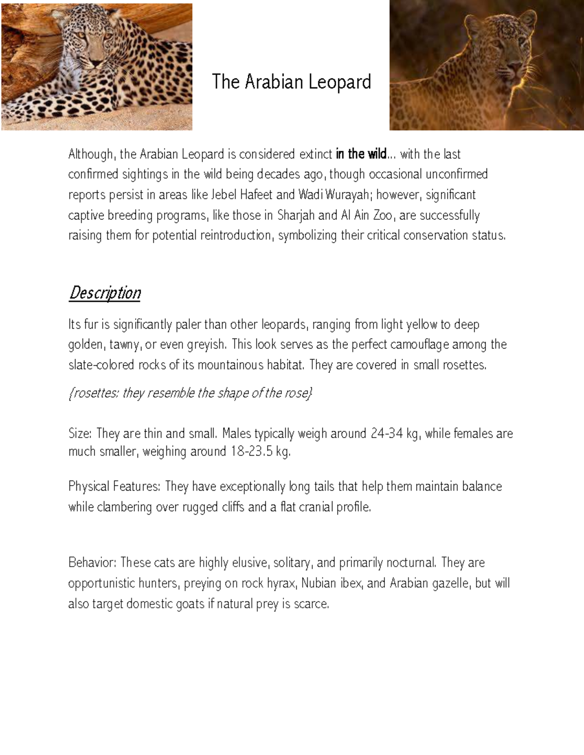 The Arabian Leopard: Conservation and Characteristics Essay Notes - Studocu
