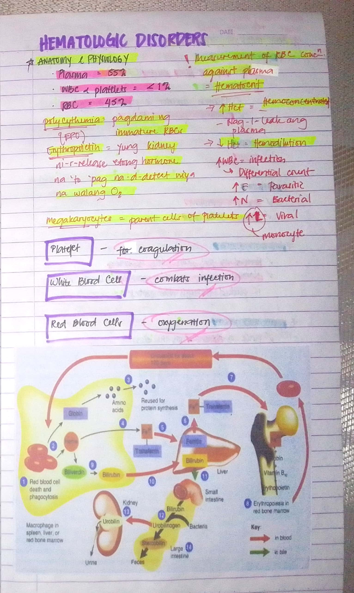 Hematologic Disorders Overview and Case Studies Analysis - Studocu