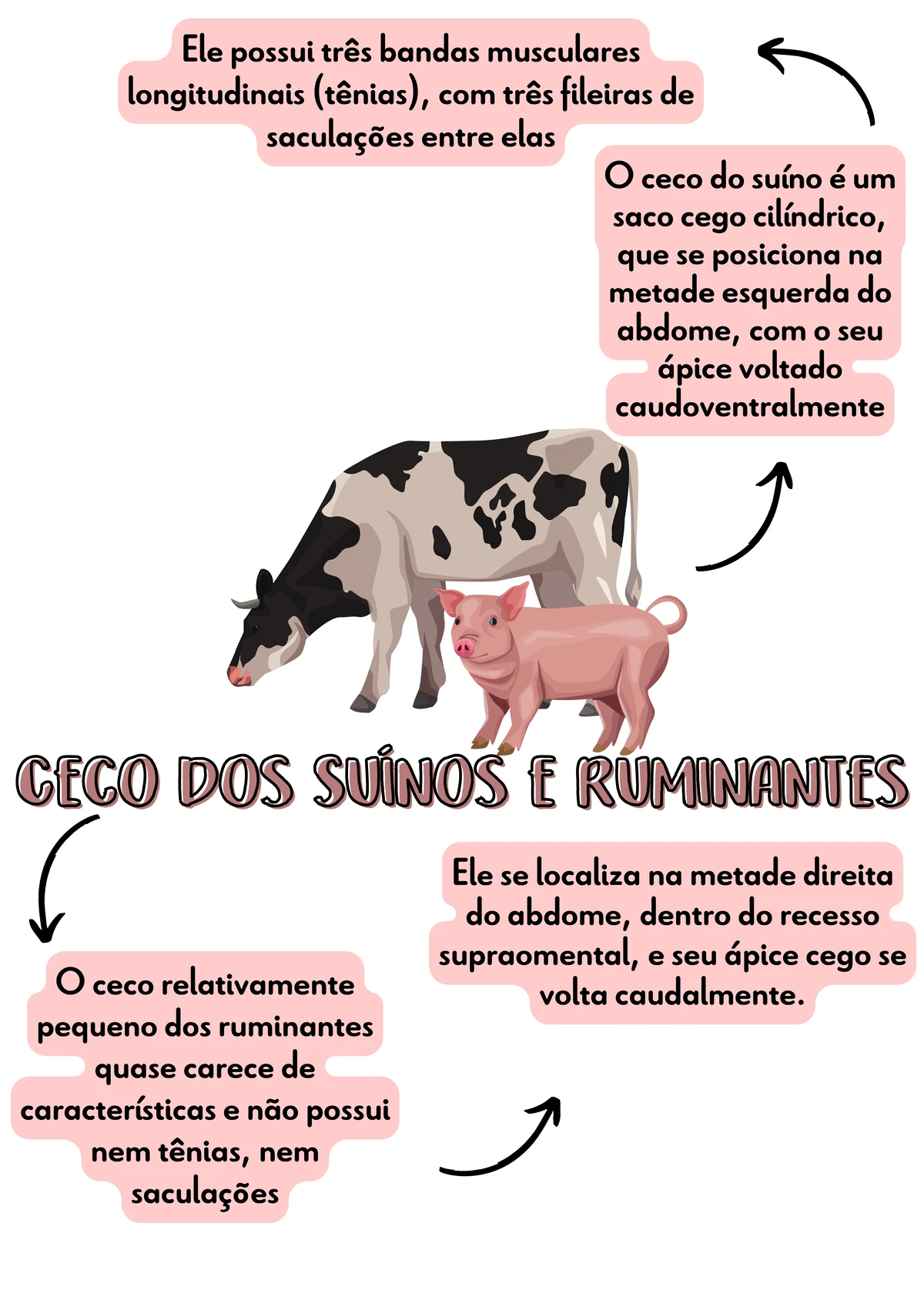 Ceco do Equino: Resumo sobre Anatomia e Função - 7.ed. - Studocu