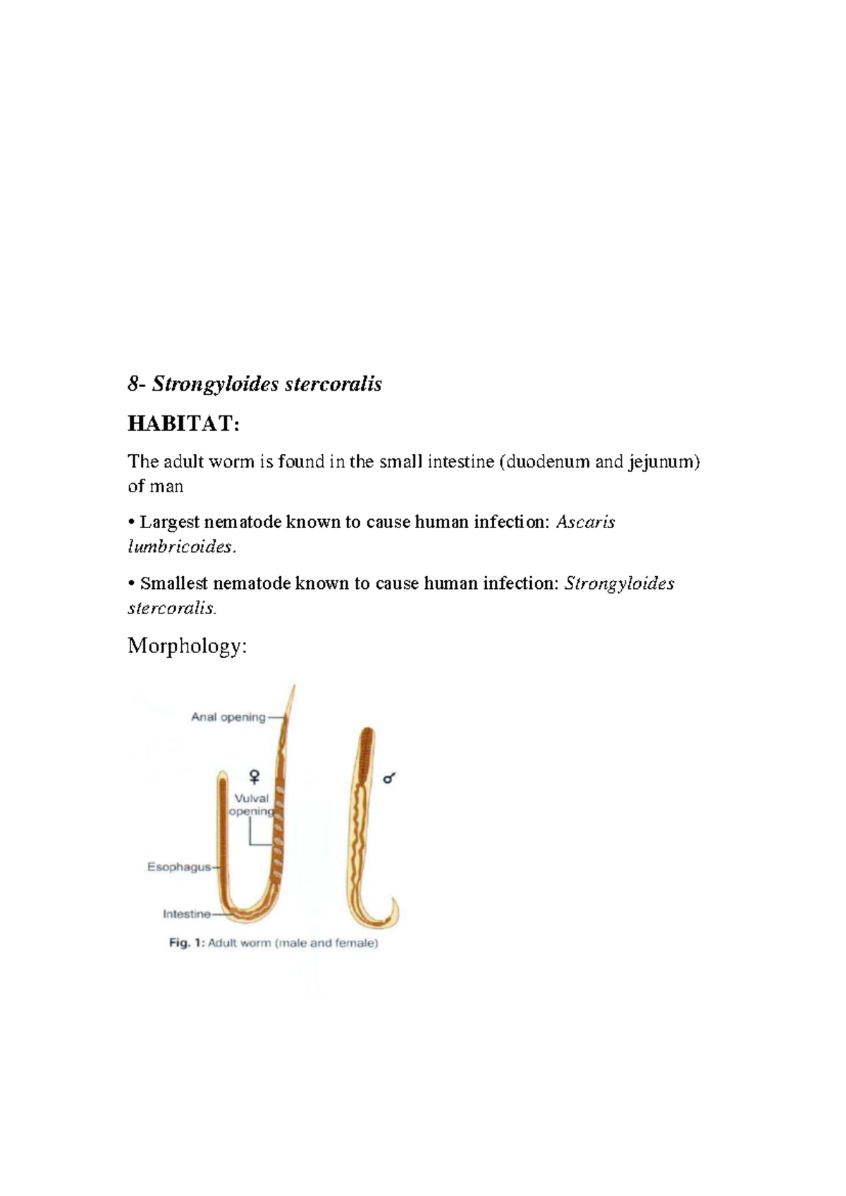 Strongyloides stercoralis - Ascariasis can be eliminated by preventing ...