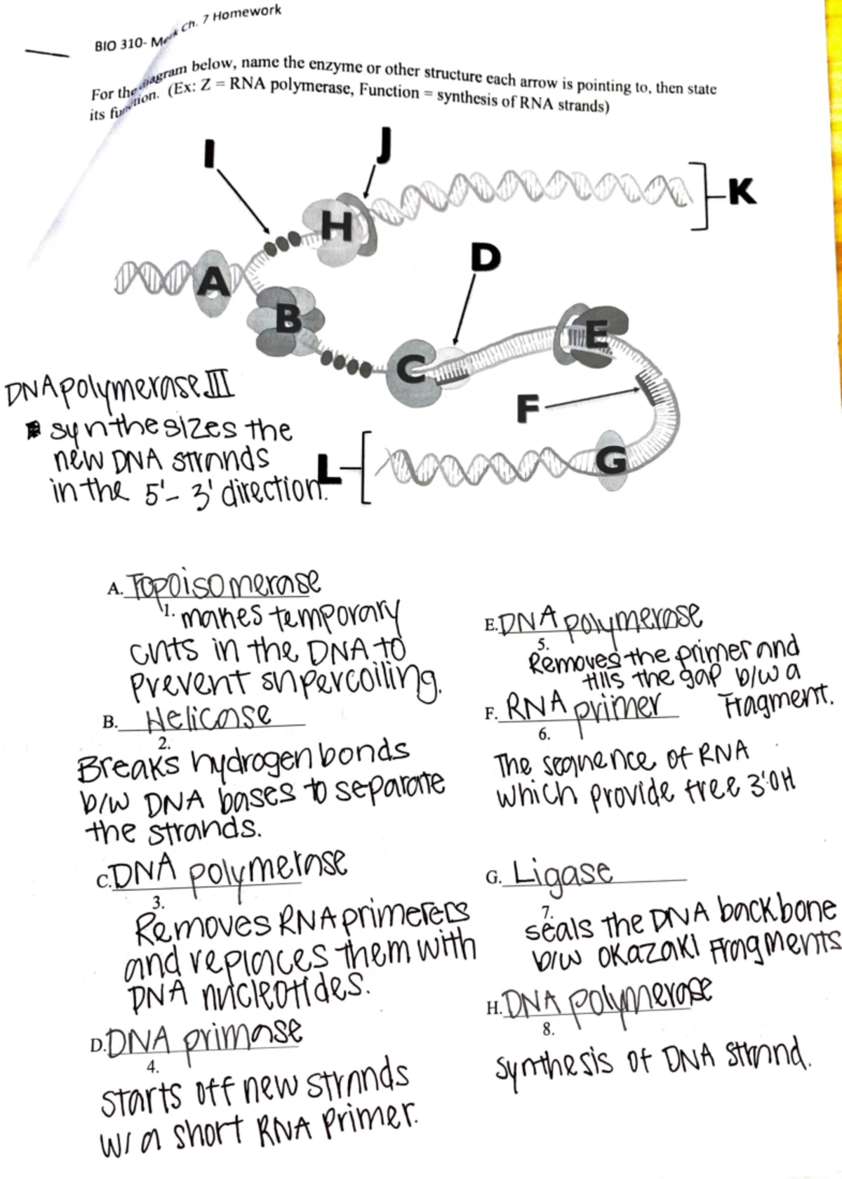 Genetics HW - Chapter 12 Mutation Analysis and Mechanisms - Studocu