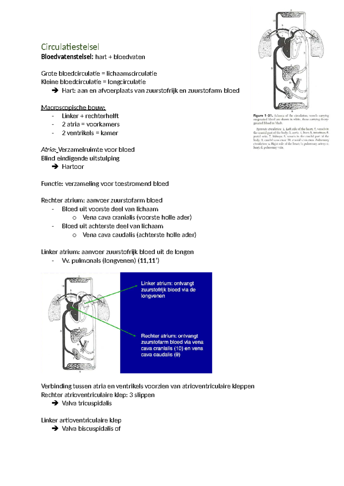 Circulatiestelsel: Hart en Bloedvaten - Informatie PowerPoint - Studocu