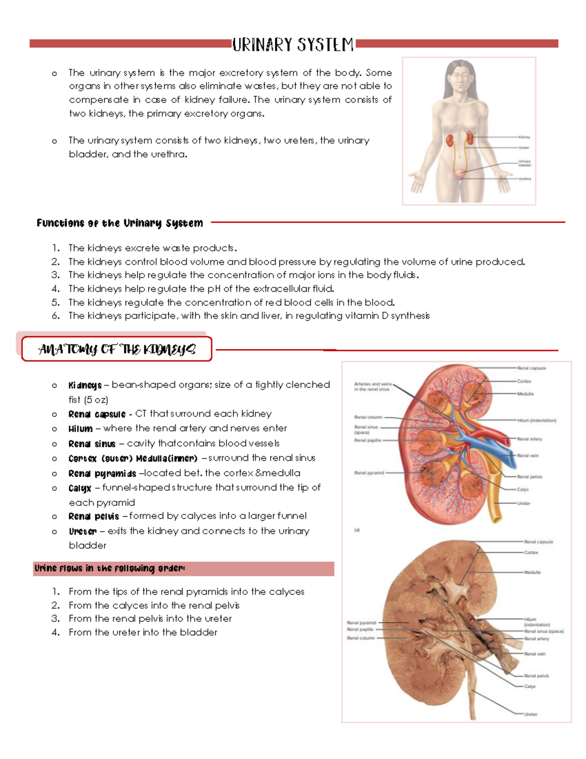 Urinary System - Anatomy & Functions Overview (BIO101) - Studocu