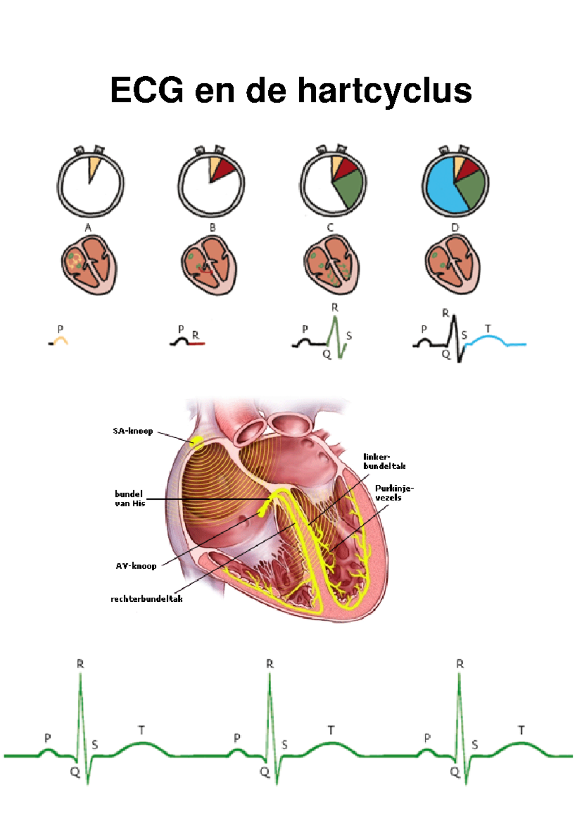Hartcyclus en ECG Analyse - Opdracht en Metingen - Studeersnel