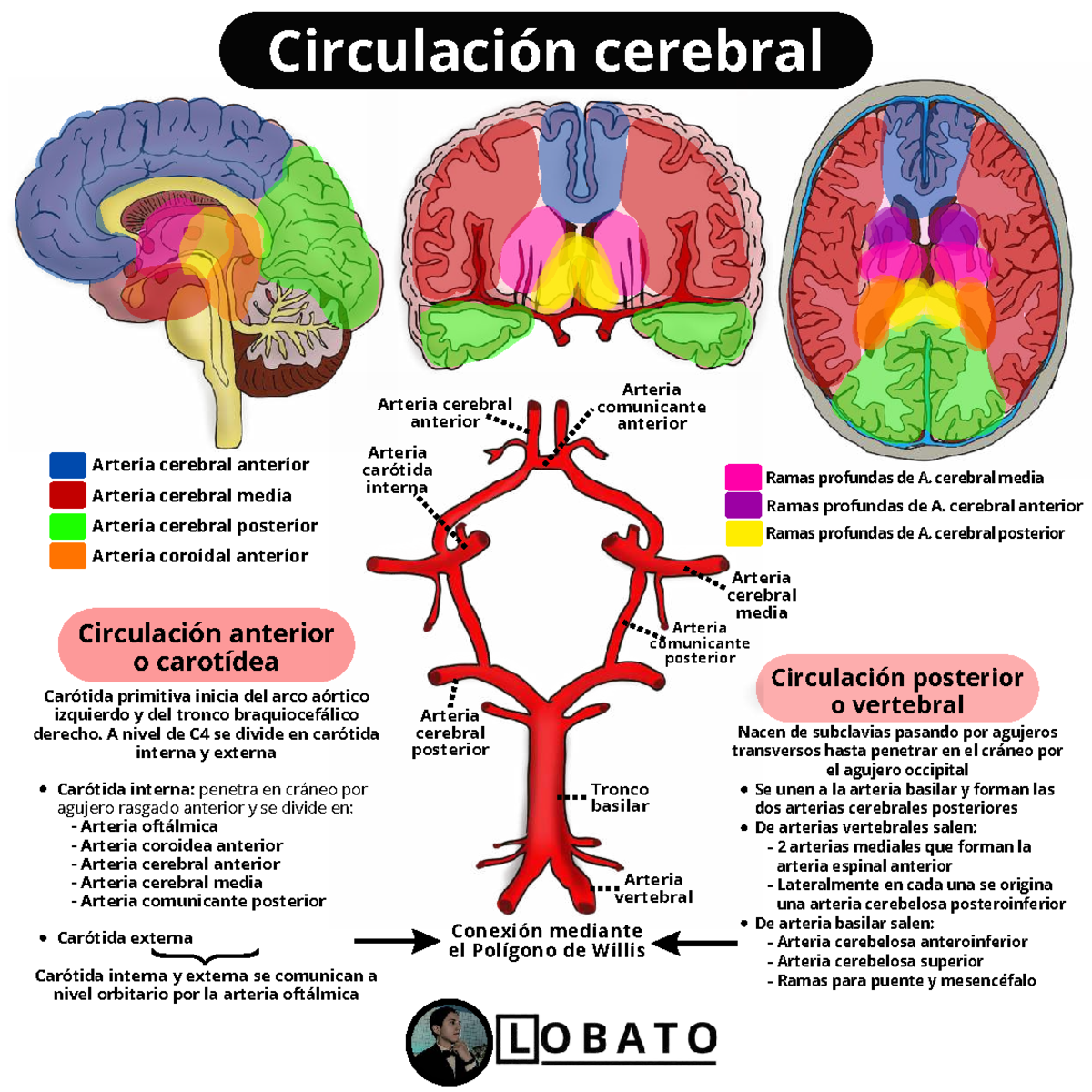 Circulación Cerebral: Polígono de Willis y Anatomía (Anatomía 101) - Studocu, image size:1200x1200