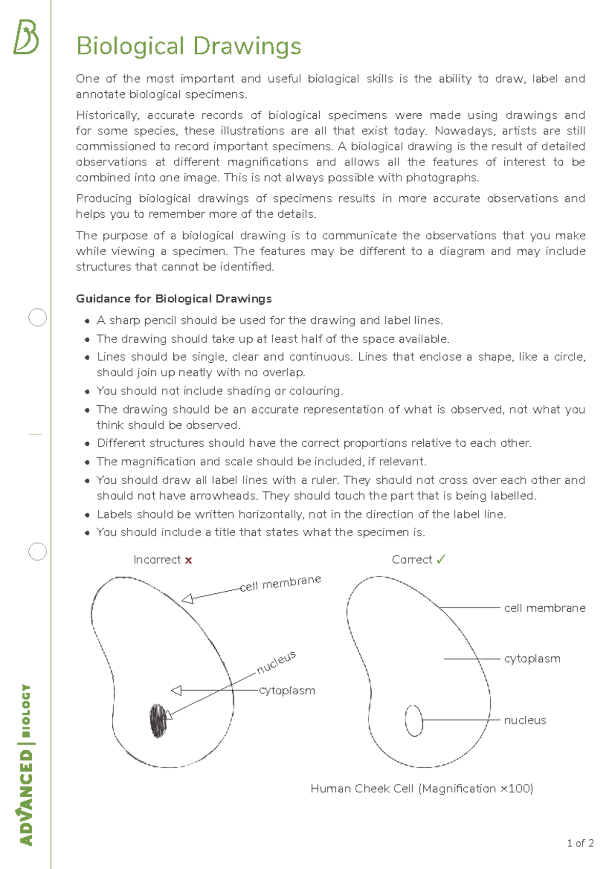Guidance for Biological Drawings (BIO 101) - Studocu