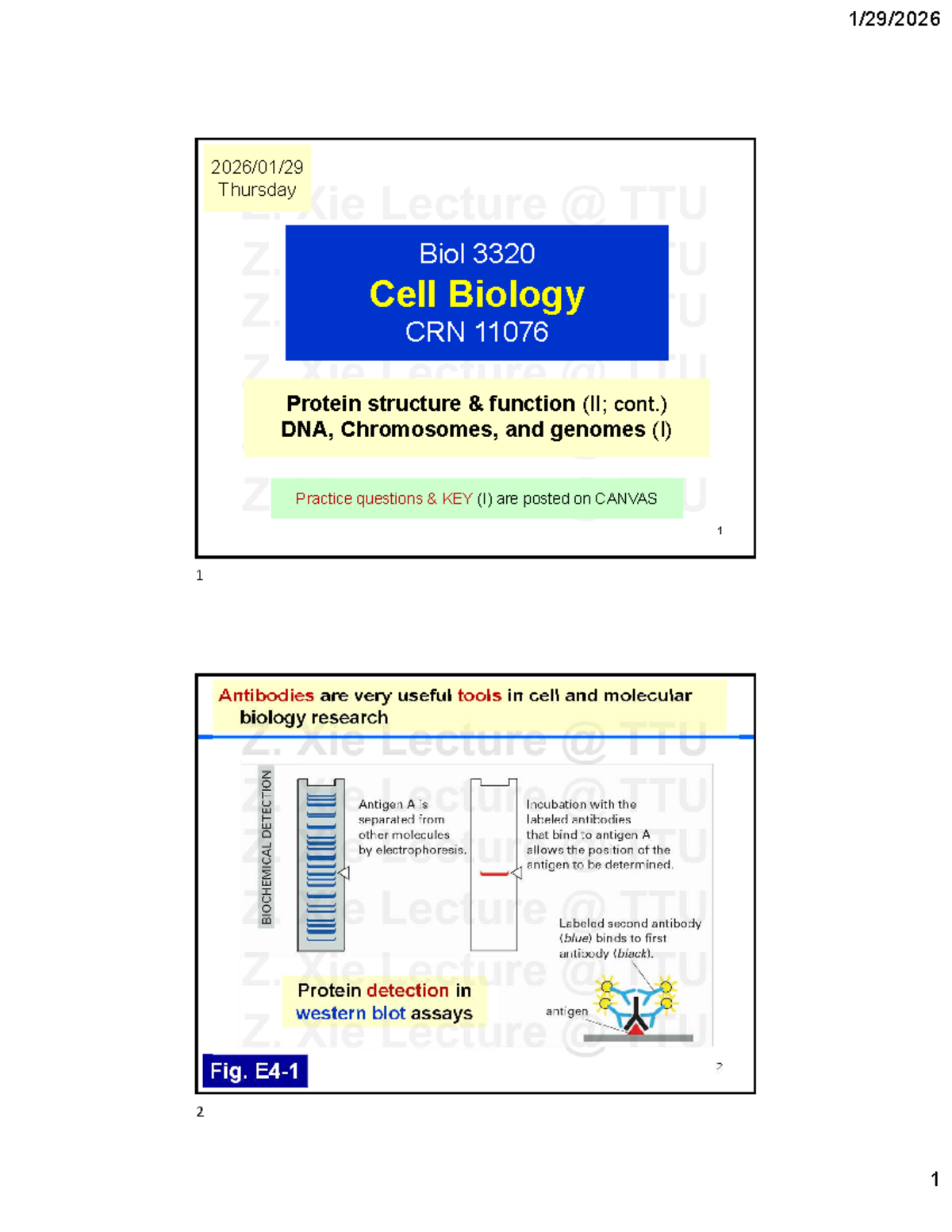 Biol 3320 Cell Biology Lecture 04: Protein Structure & Function Key ...