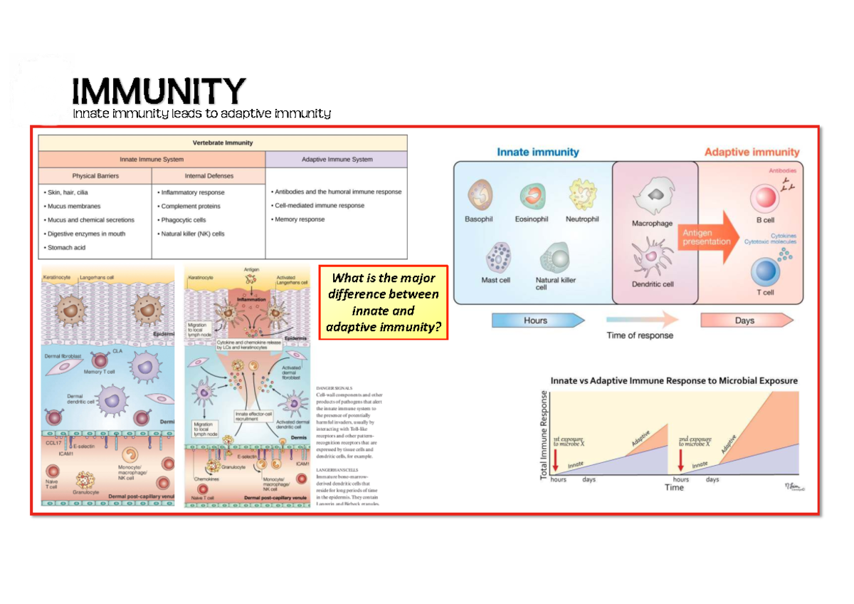 2b Adaptive immunity worksheets - FSLS401.1 - Monarch butterfly Innate ...