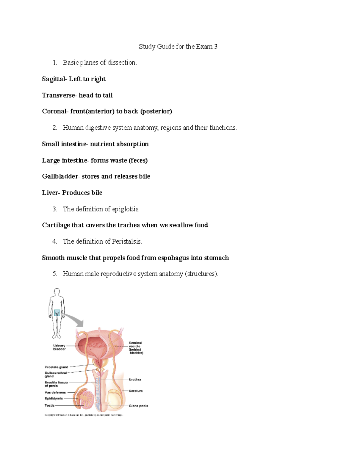 Untitled document-31 - Study guide - Study Guide for the Exam 3 Basic ...