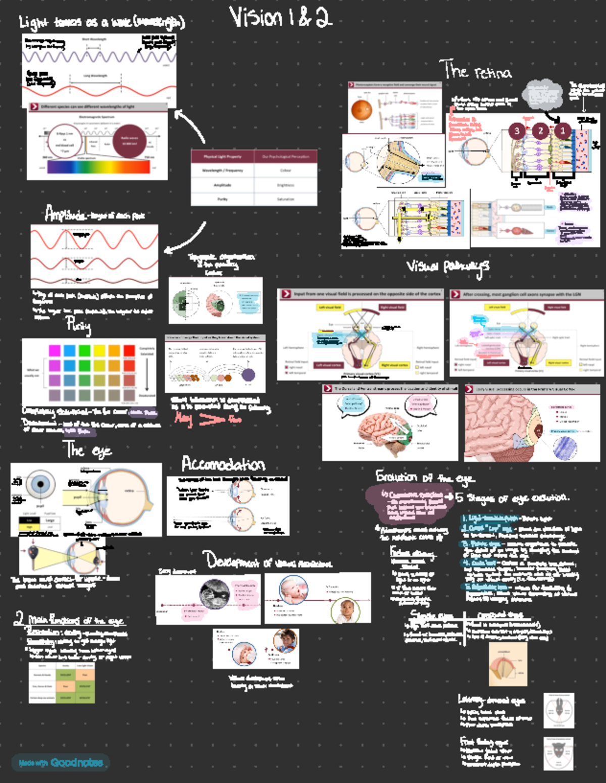 Psych 1xx3 - Vision Notes - Light travels as a wave (wavelength) Vision ...