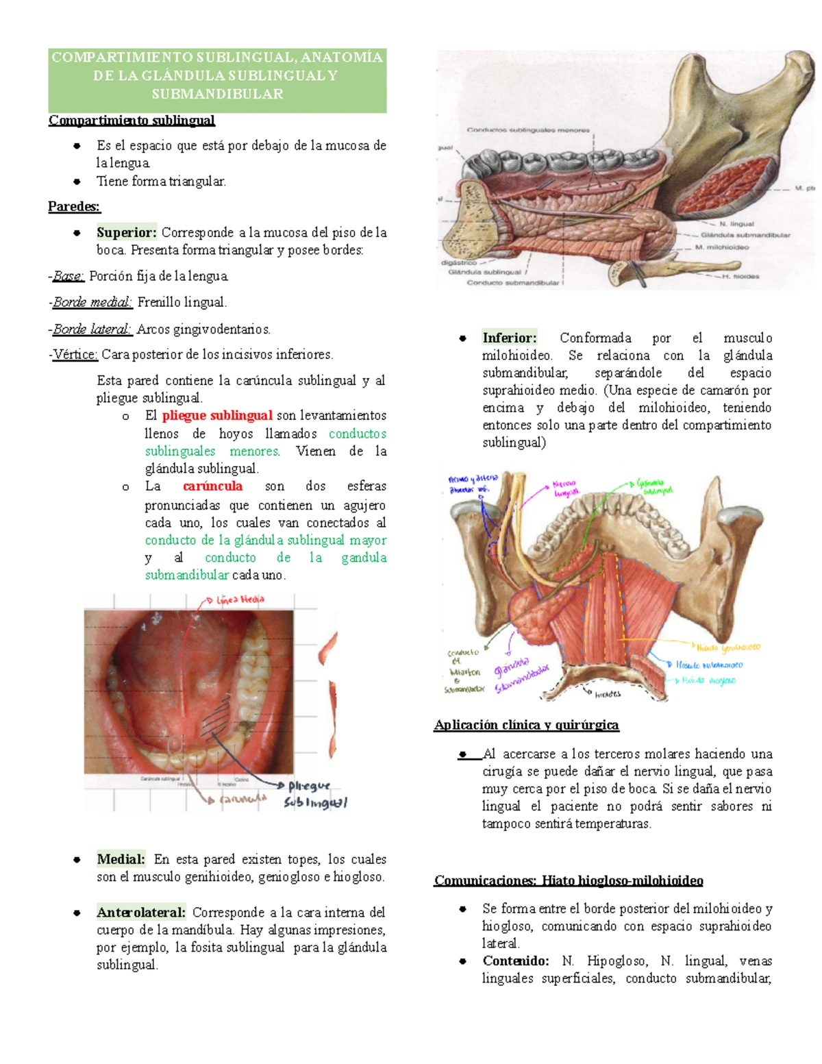 informe-final-anatom-a-istmo-de-las-fauces-odontolog-a-studocu