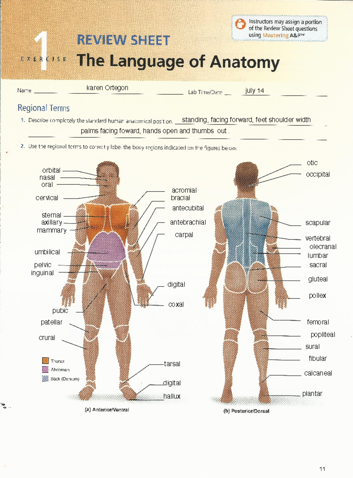 Ex. 1 The Language of Anatomy - The l-anguage of Anatomy o