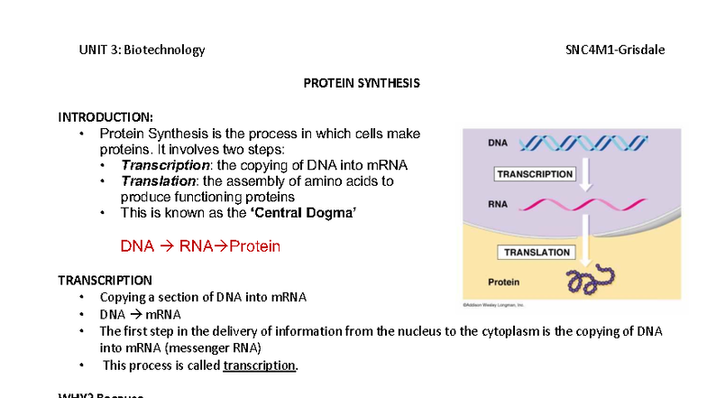 Lesson 3: Protein Synthesis Overview - UNIT 3: Biotechnology - Studocu