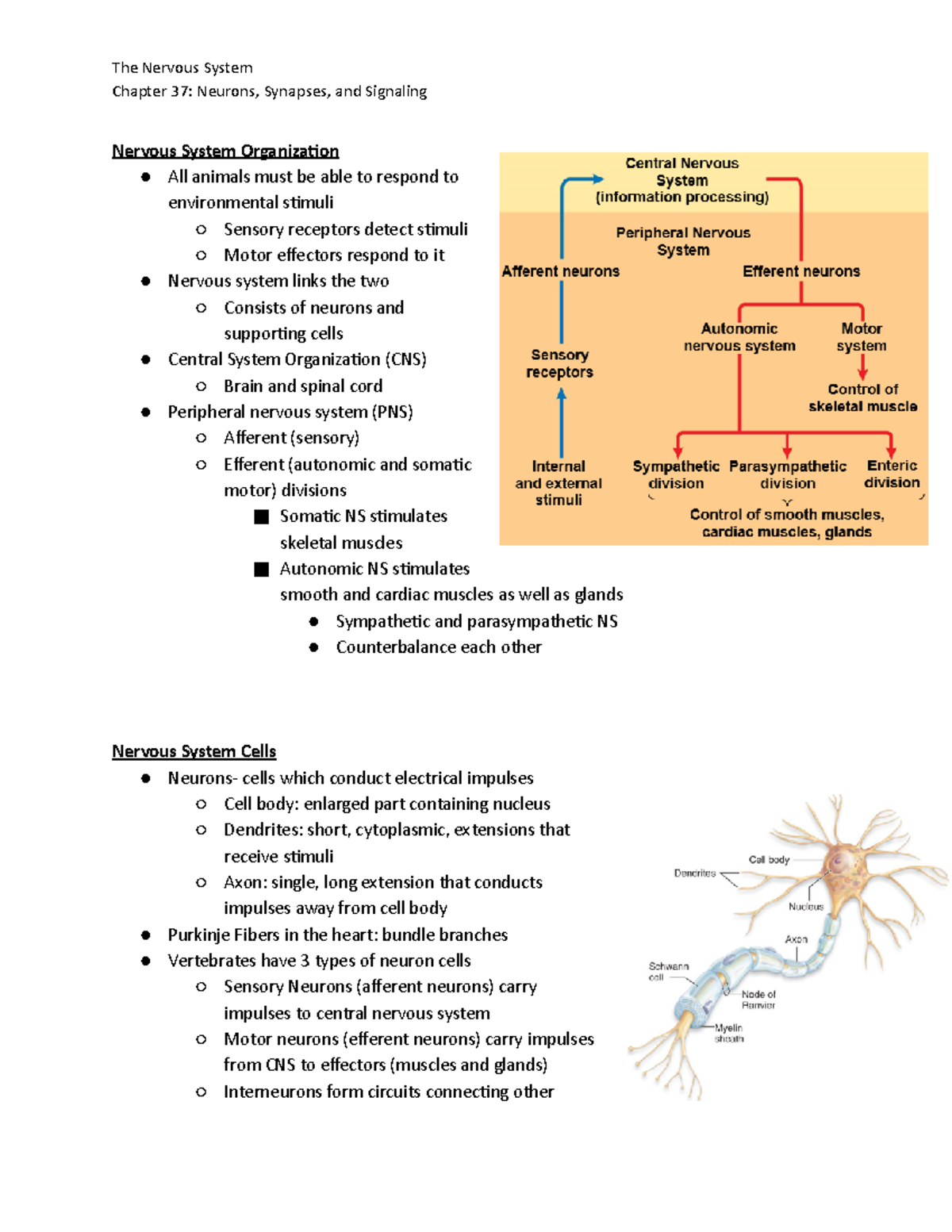 Bio 133 A Voice Thread 1 Week 5 Notes - The Nervous System Chapter 37 ...
