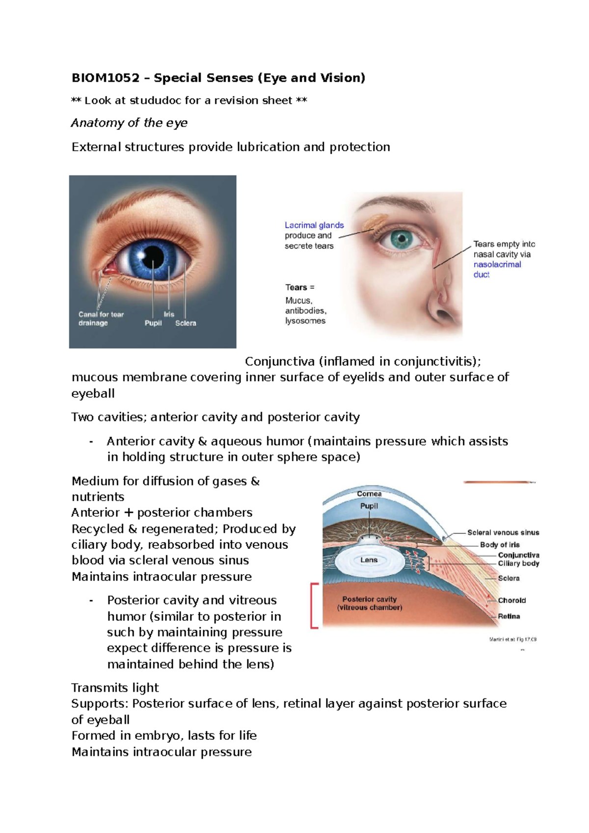 BIOM1052 Final Exam Revision: Anatomy of the Eye and Vision - Studocu