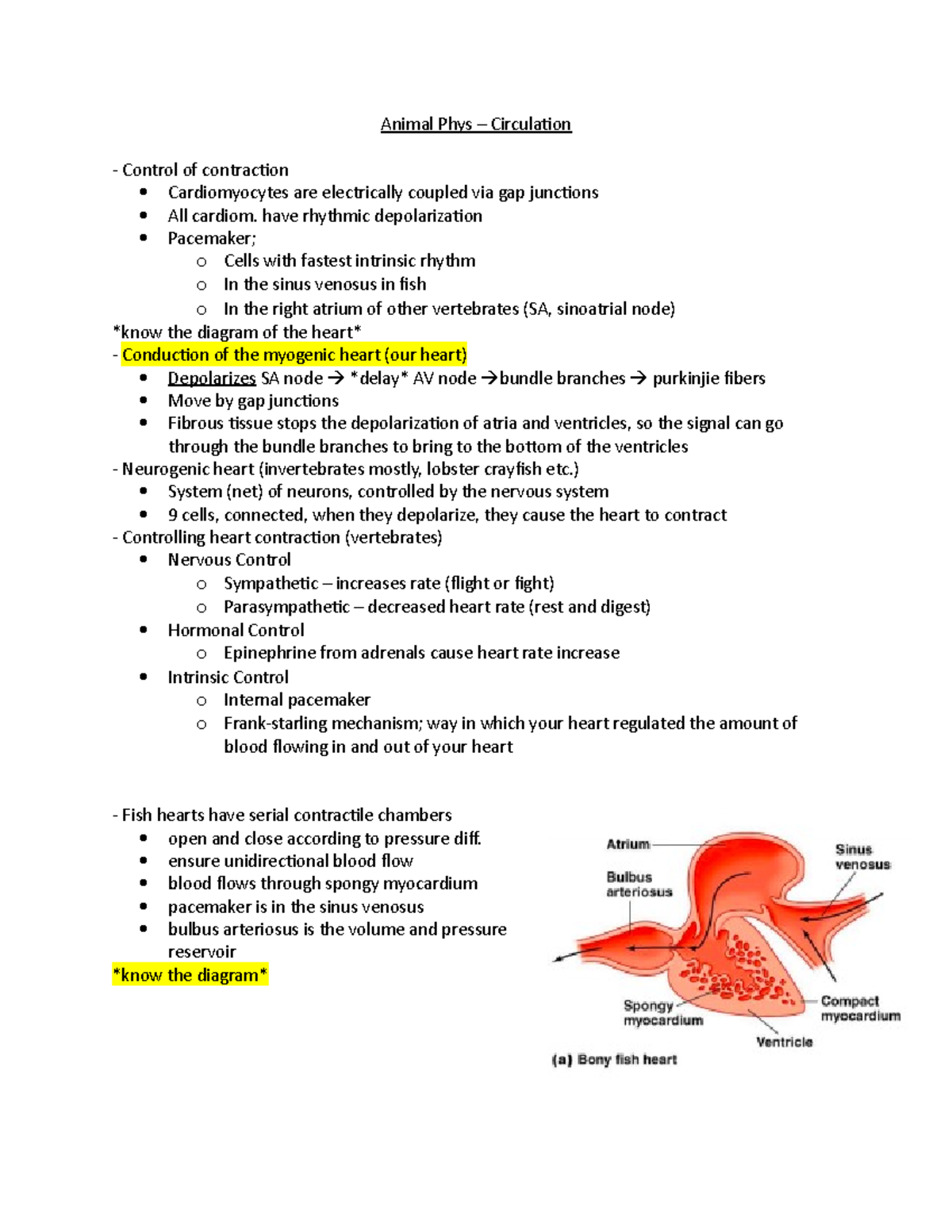 Animal Phys 101 - Circulation Overview and Heart Physiology Notes - Studocu