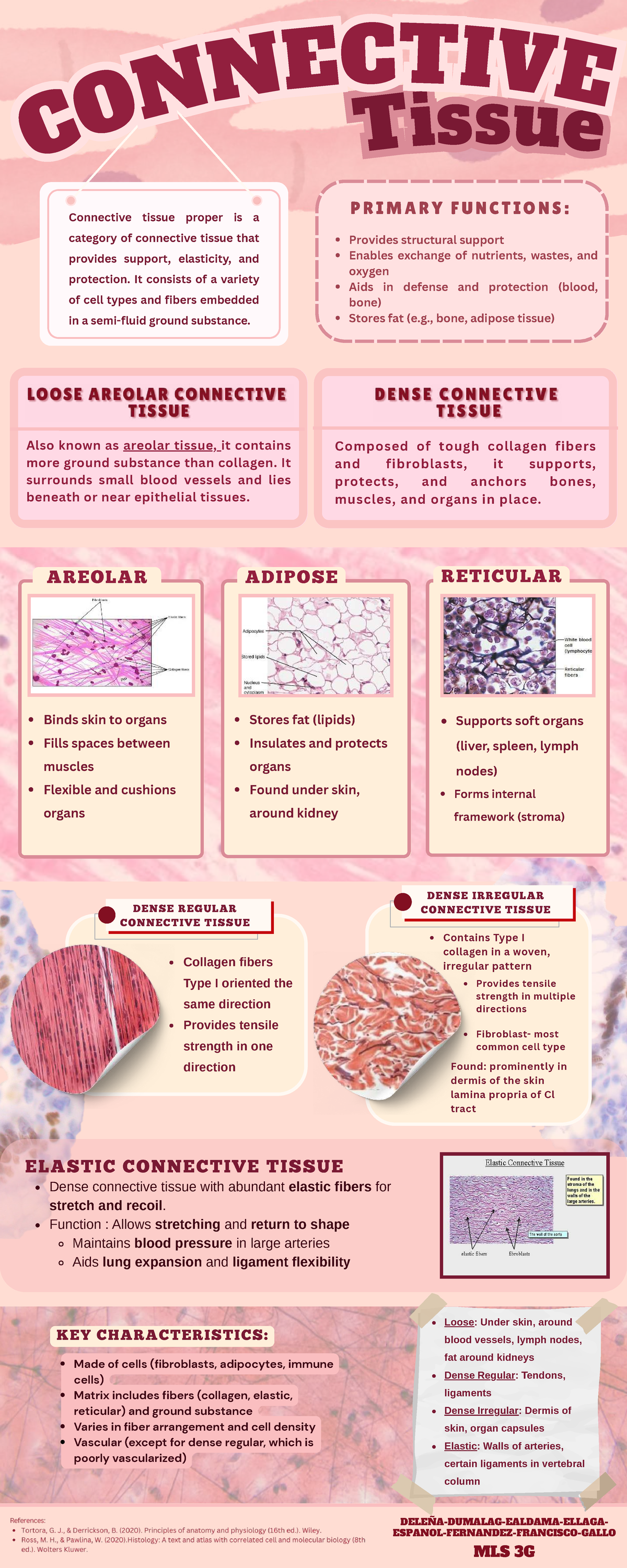 Connective Tissue Overview: Primary Functions and Types (MLS 3G) - Studocu